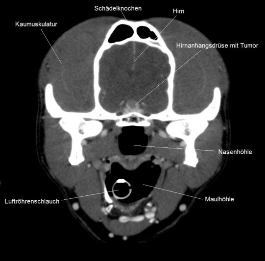 Schaedel Transversal ill