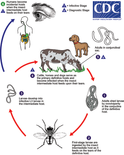 Thelazia LifeCycle3