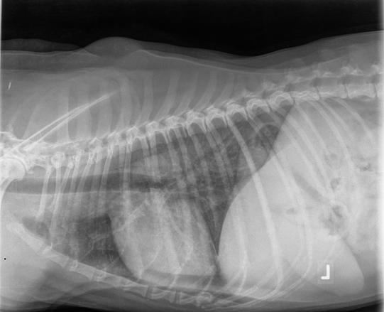 Thoraxröntgen Baghira