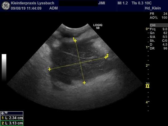 JIMI, Hauskatze, männlich-kastriert, 7 Jahre alt