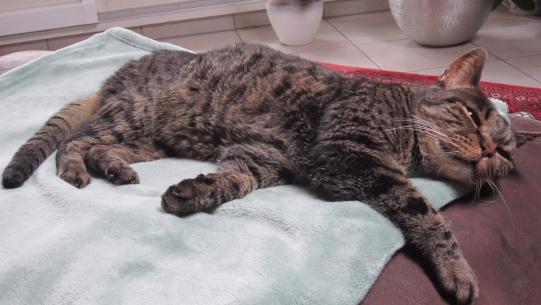 Leo vor der Diagnose