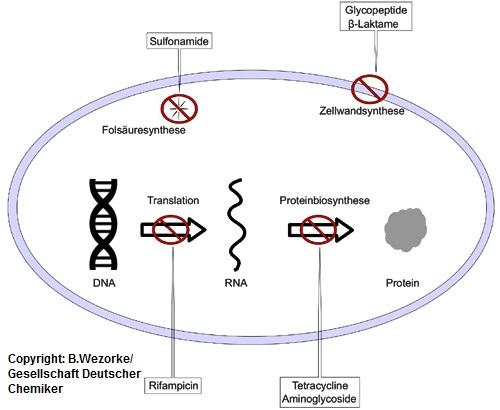 Wirkmechanismen verschiedener Antibiotika (Copyright: B. Wezorke / Gesellschaft Deutscher Chemiker)
