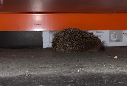 JIMI, Hauskatze, männlich-kastriert, 7 Jahre alt