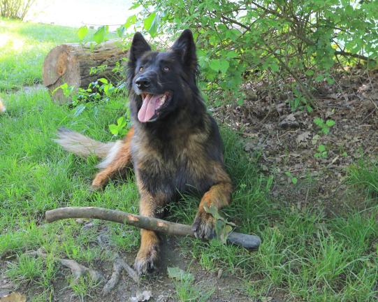 ASKY, Tervueren, weiblich, 8 Jahre alt