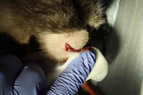 Spaltung des Abszesses von aussen, Eiteraustritt