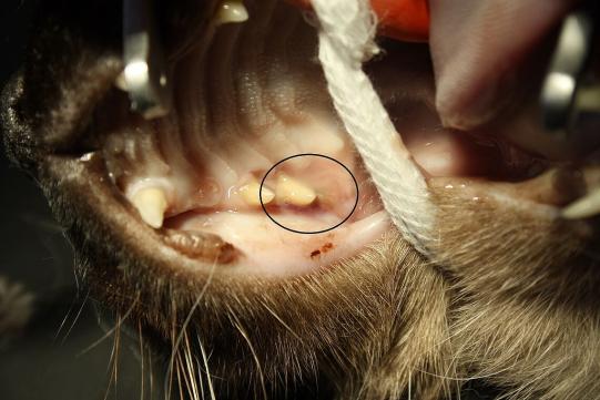 ALANE, Siam-Mischling, weiblich-kastriert, 12 Jahre alt