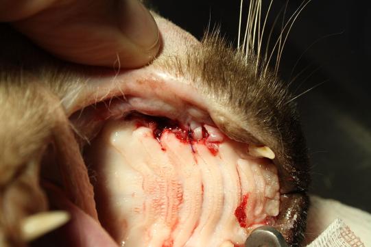 Extraktionsstelle des faulen Zahnes