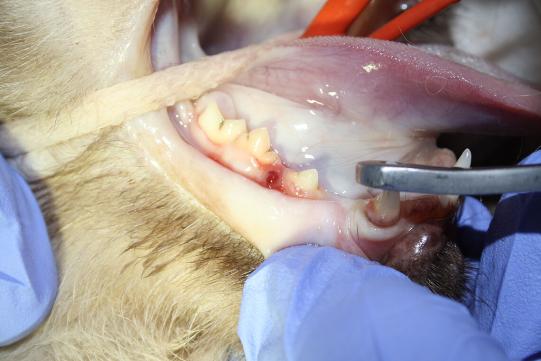 ALANE, Siam-Mischling, weiblich-kastriert, 12 Jahre alt