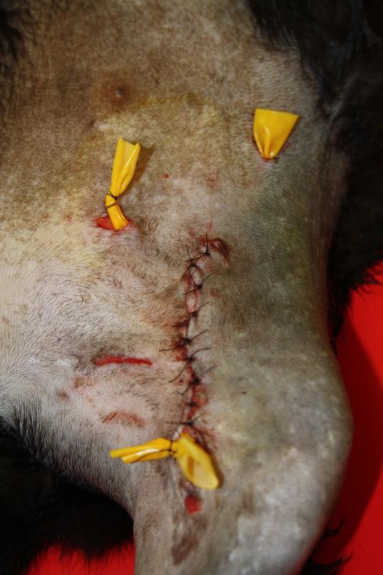 JIMI, Hauskatze, männlich-kastriert, 7 Jahre alt