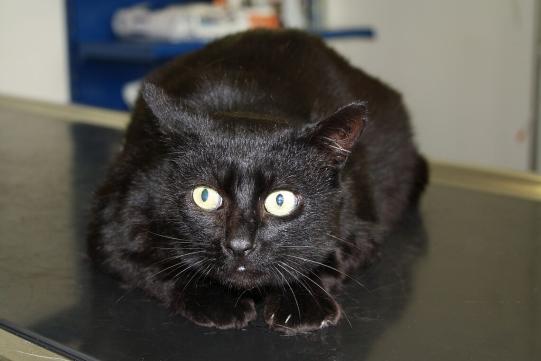 JIMI, Hauskatze, männlich-kastriert, 7 Jahre alt