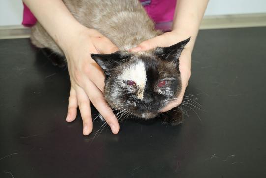 ALANE, Siam-Mischling, weiblich-kastriert, 12 Jahre alt