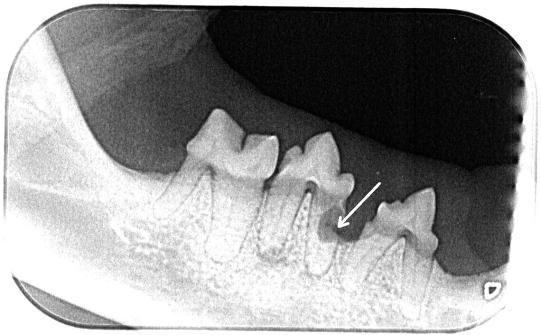 ALANE, Siam-Mischling, weiblich-kastriert, 12 Jahre alt