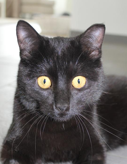 CALI, Hauskatze, weiblich-kastriert, 10 Monate alt 