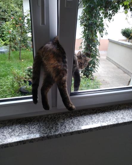 Foto mit freundlicher Genehmigung der Berufstierrettung Rhein-Neckar (D)