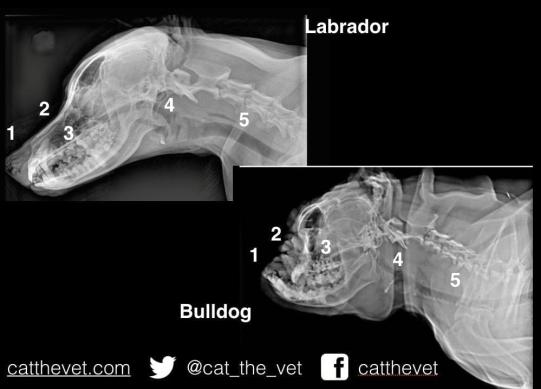Schädelröntgen eines normalen vs. eines brachycephalen Hundes. Der Gesichtsschädel ist beim Bulldog so kurz gezüchtet worden, dass die Nasenfunktion stark eingeschränkt ist und die Zähne im Oberkiefer keinen Platz mehr finden. Copyright: catthevet.com