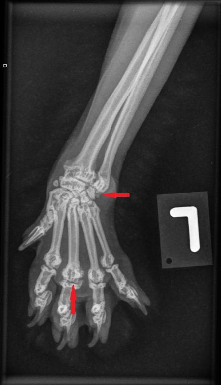 Vorderpfote links Maxwell