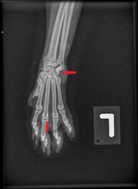 Vorderpfote links normale Katze