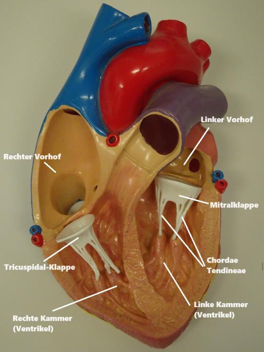 Anatomie