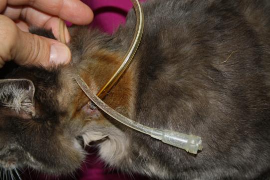 JIMI, Hauskatze, männlich-kastriert, 7 Jahre alt 