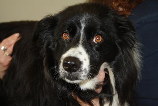 JIMI, Hauskatze, männlich-kastriert, 7 Jahre alt 