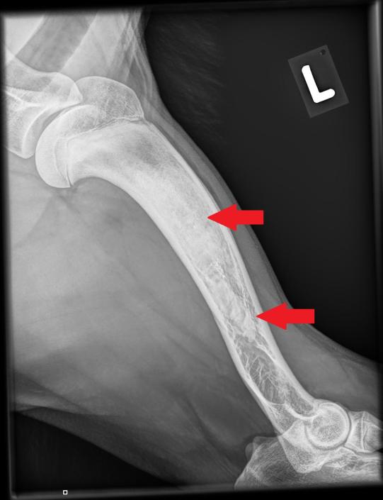 Seitenansicht Oberarm links