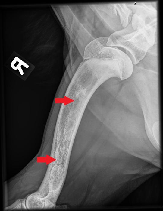Seitenansicht Oberarm rechts