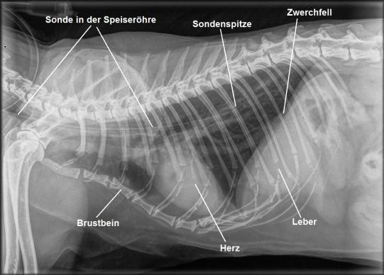 Radiologische Kontrolle der Sonde