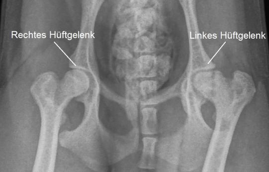Detailansicht des Röntgens