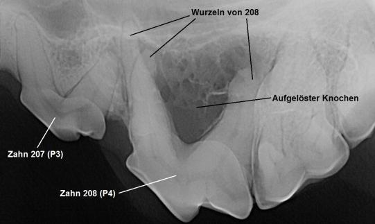 JIMI, Hauskatze, männlich-kastriert, 7 Jahre alt 