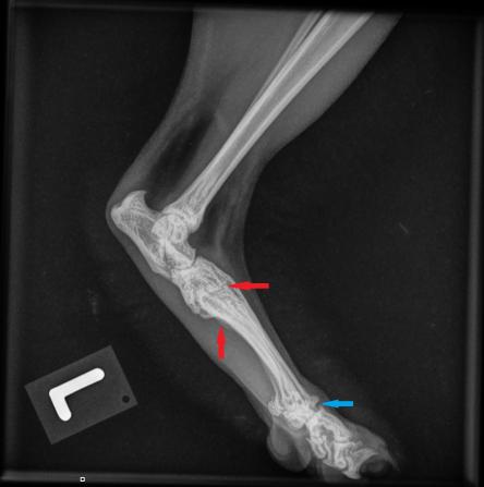 Sprunggelenk links Maxwell