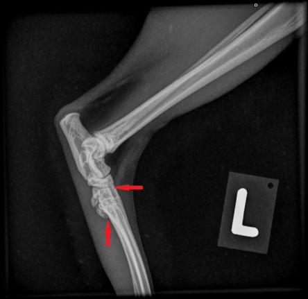 Sprunggelenk links normale Katze