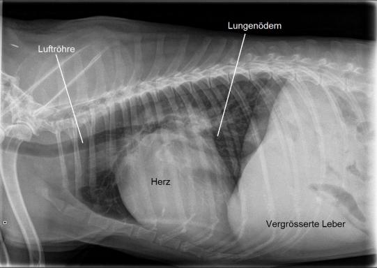 Thoraxröntgen Simon