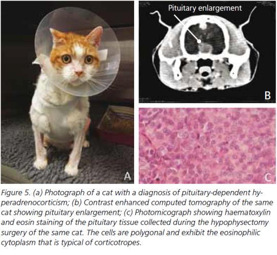 Katze mit Hypophysentumor, CT-Aufnahme des Kopfes und Gewebeprobe des Tumors. Mit freundlicher Genehmigung des Autors aus "Scudder CJ et al: Treatment of canine and feline Hyperadrenocorticism: trilostane and the alternatives, Companion Animal 2015 Apr; 22(4)"