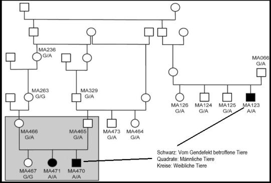 Genetisches Schema der involvierten Tiere und deren Verwandtschaft