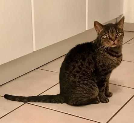 Leo nach Beginn der Therapie